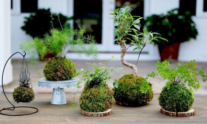 Cara membuat kokedama dengan tangan anda sendiri - versi bonsai yang dipermudahkan