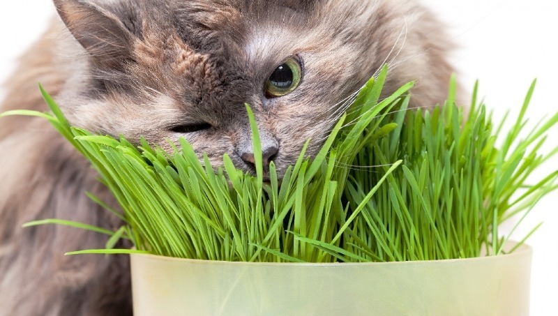 Com protegir les plantes d’interior dels atacs de mascotes