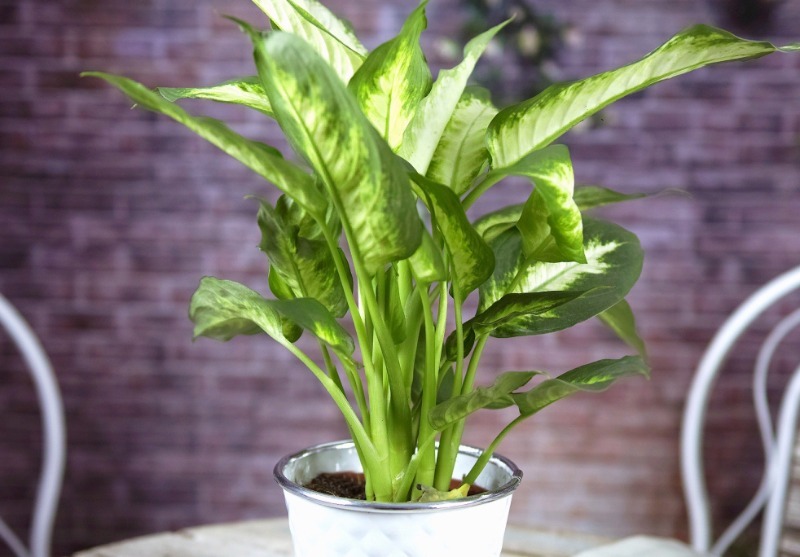 Segreti di cura della Dieffenbachia: come farla crescere lussuosa