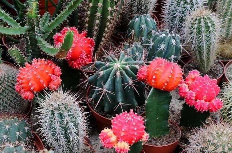 4 beste cactusvoedsel om te voorkomen dat je ziek wordt