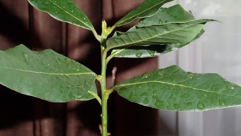 Como cultivar folhas de louro em um apartamento e não comprar mais nas lojas