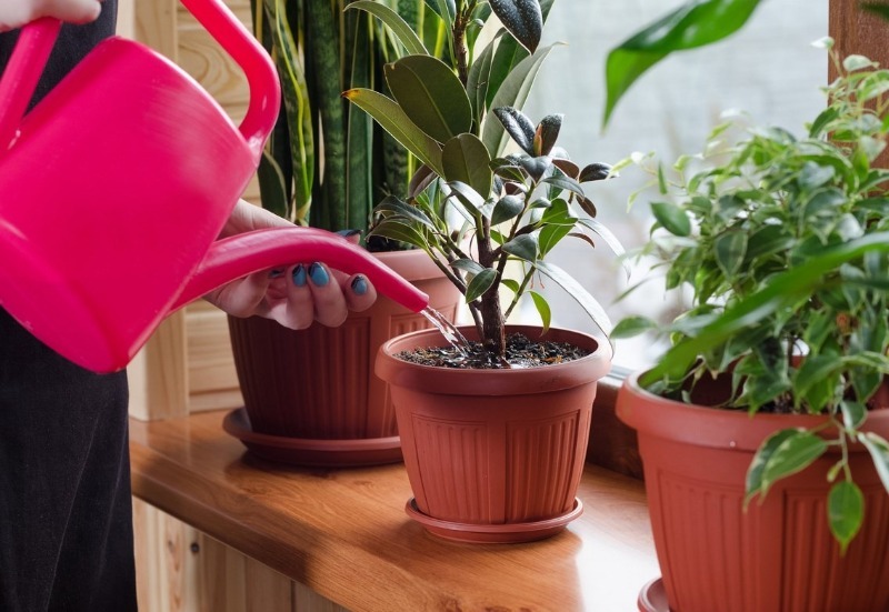 Para evitar que as plantas adoeçam: 3 pontos importantes para regar as plantas de interior