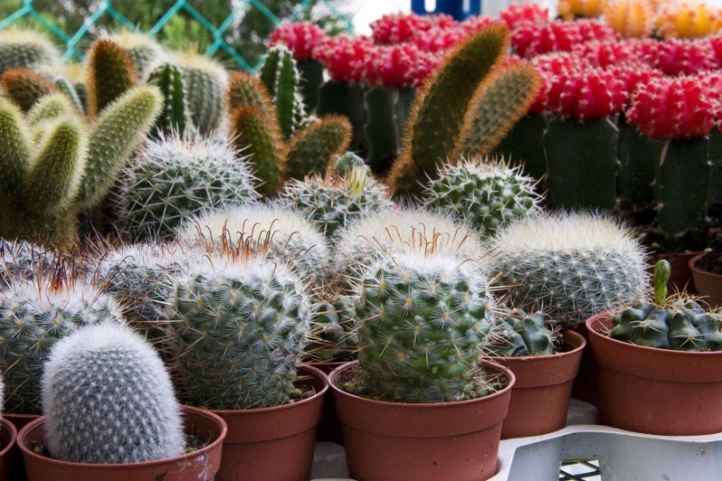 Cómo cuidar los cactus en invierno para sobrevivir al frío