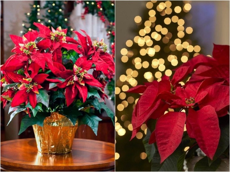 How to properly care for a poinsettia so that it blooms for Christmas