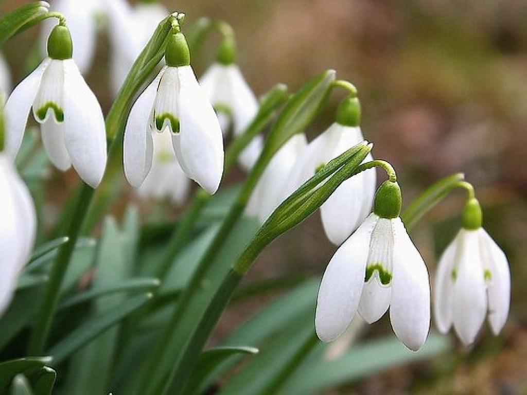 Qual é a aparência de um floco de neve e uma foto de flores