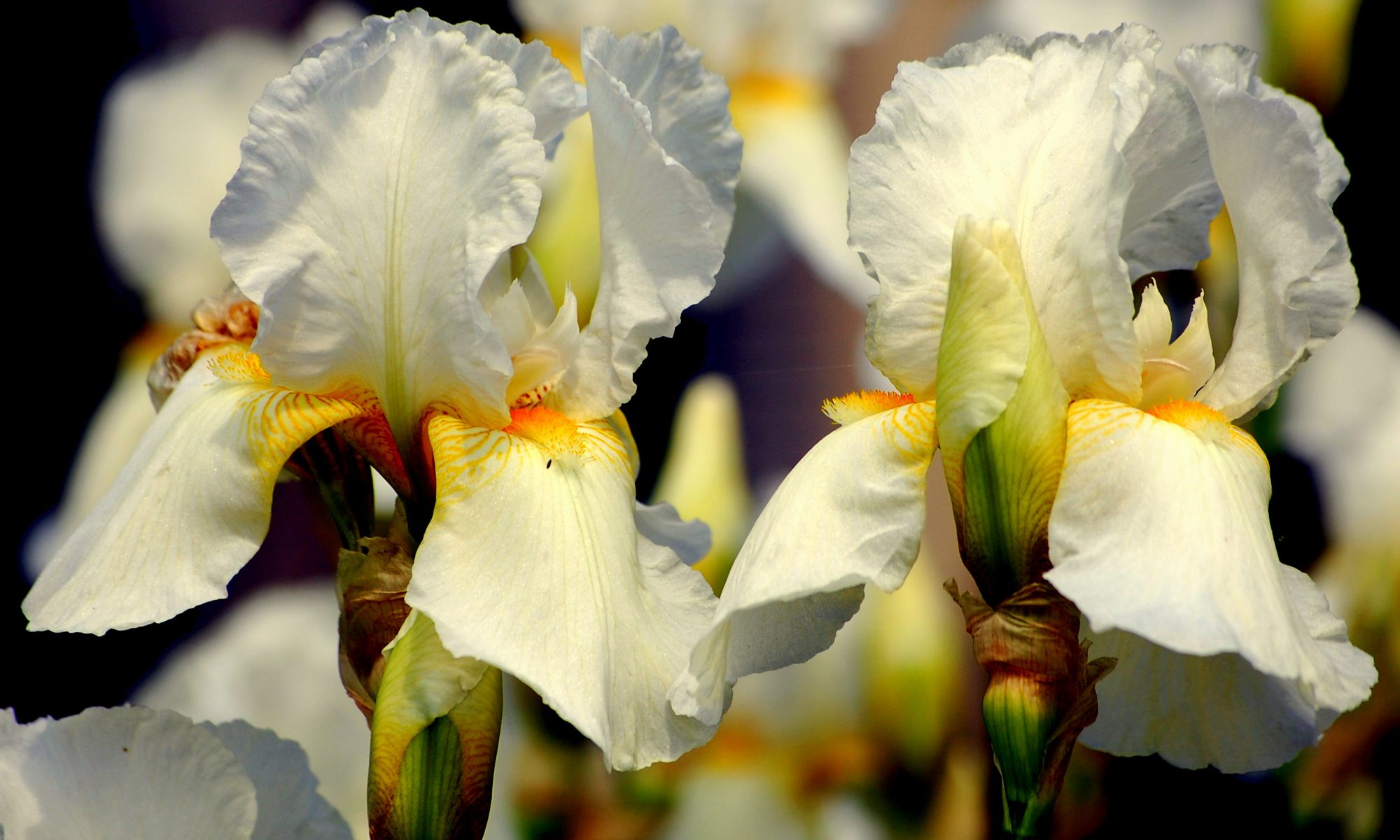 Fleur d'iris: description et types, photo