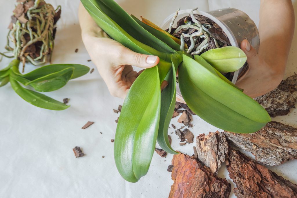 Cuidado e reprodução de orquídeas em casa, foto de flores