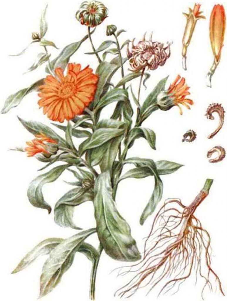 Calendula, diagramă componentă