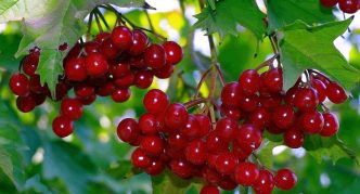 Viburnum rojo