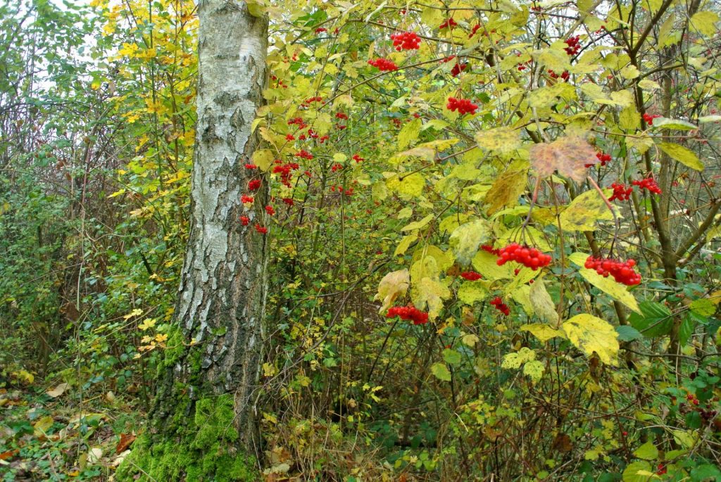 Viburnum i naturen