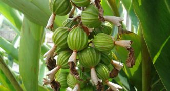 Nagbubunga ng cardamom