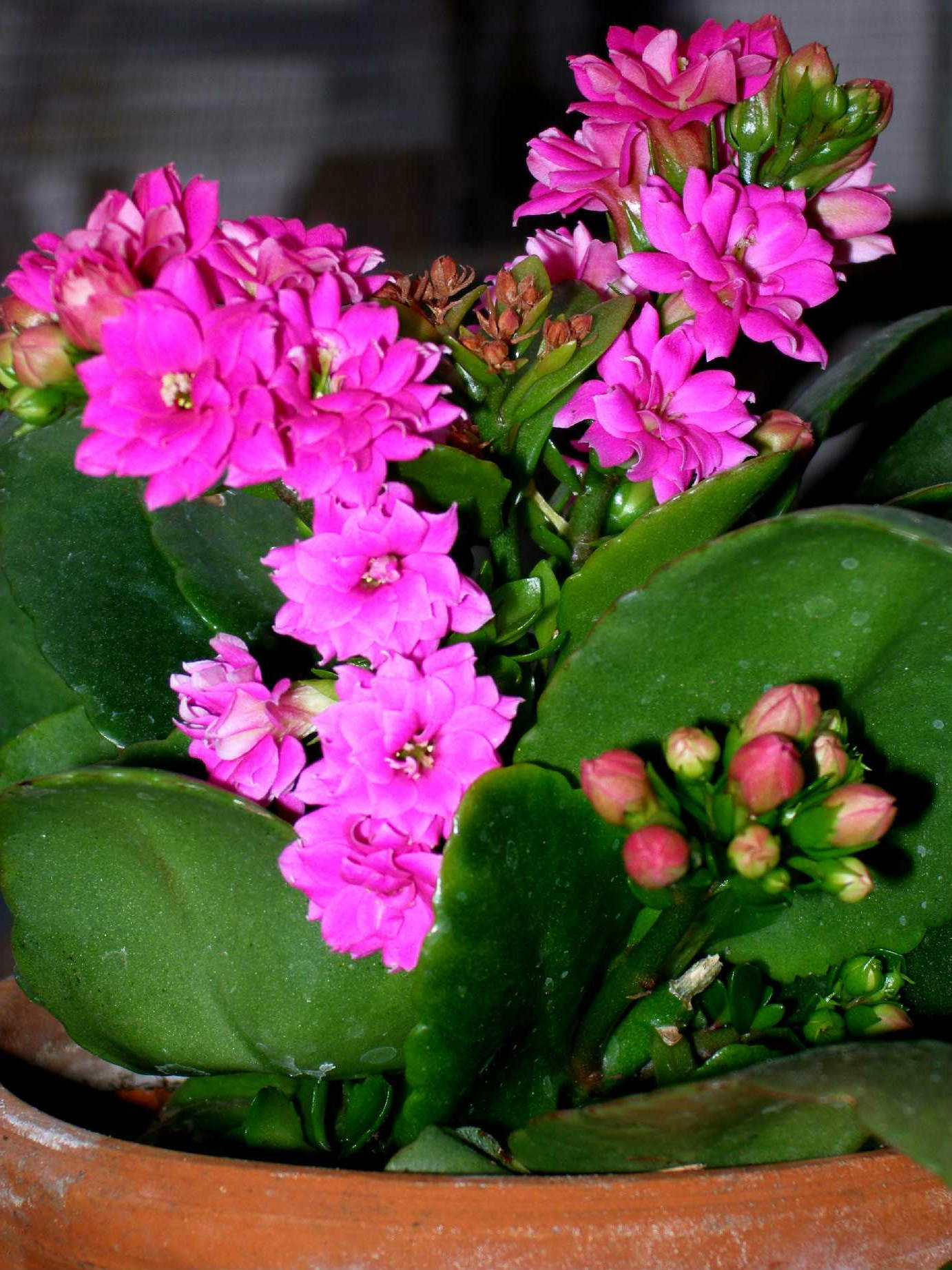 Como propagar Kalanchoe em casa com uma folha e mudas