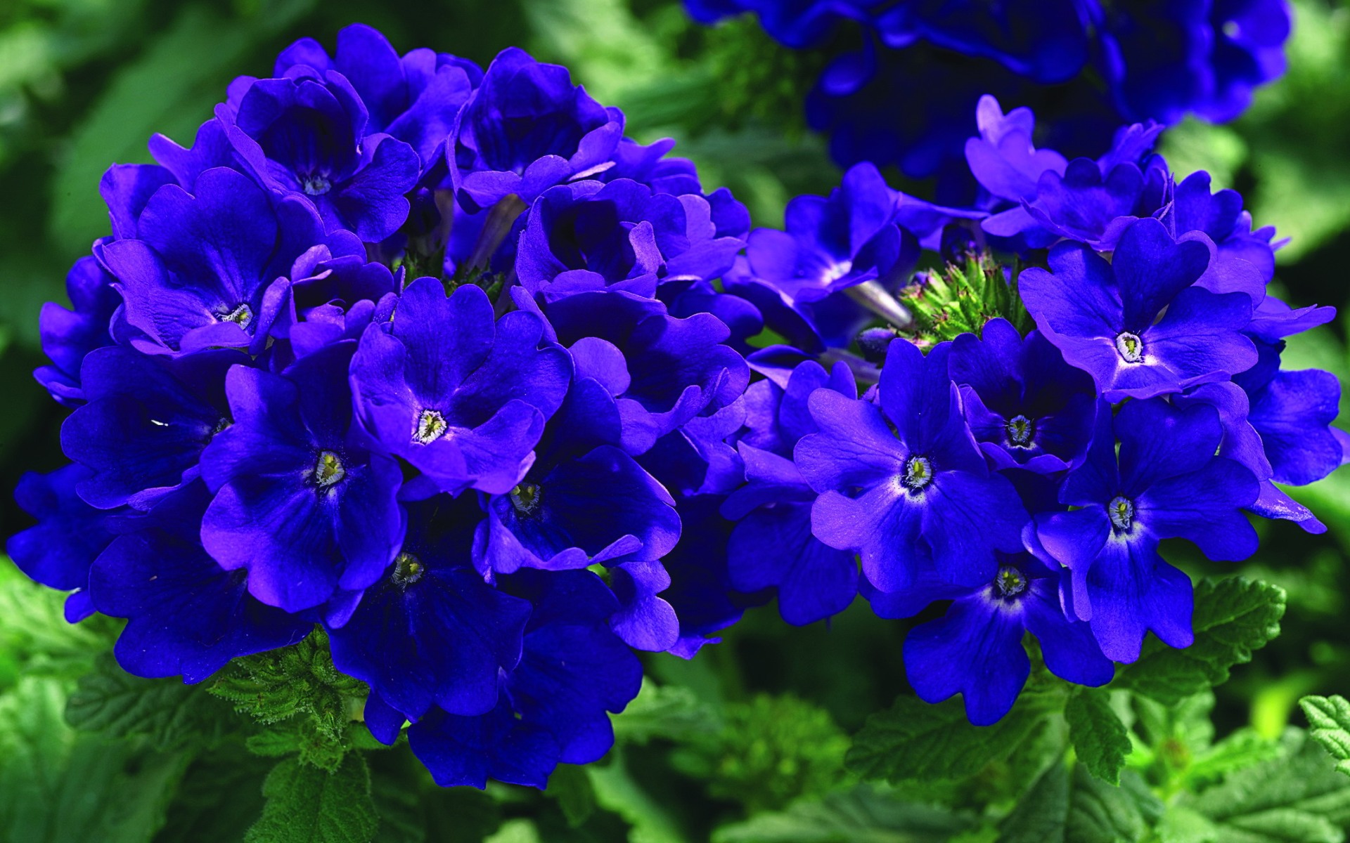 Verbena in crescita a casa e foto di fiori