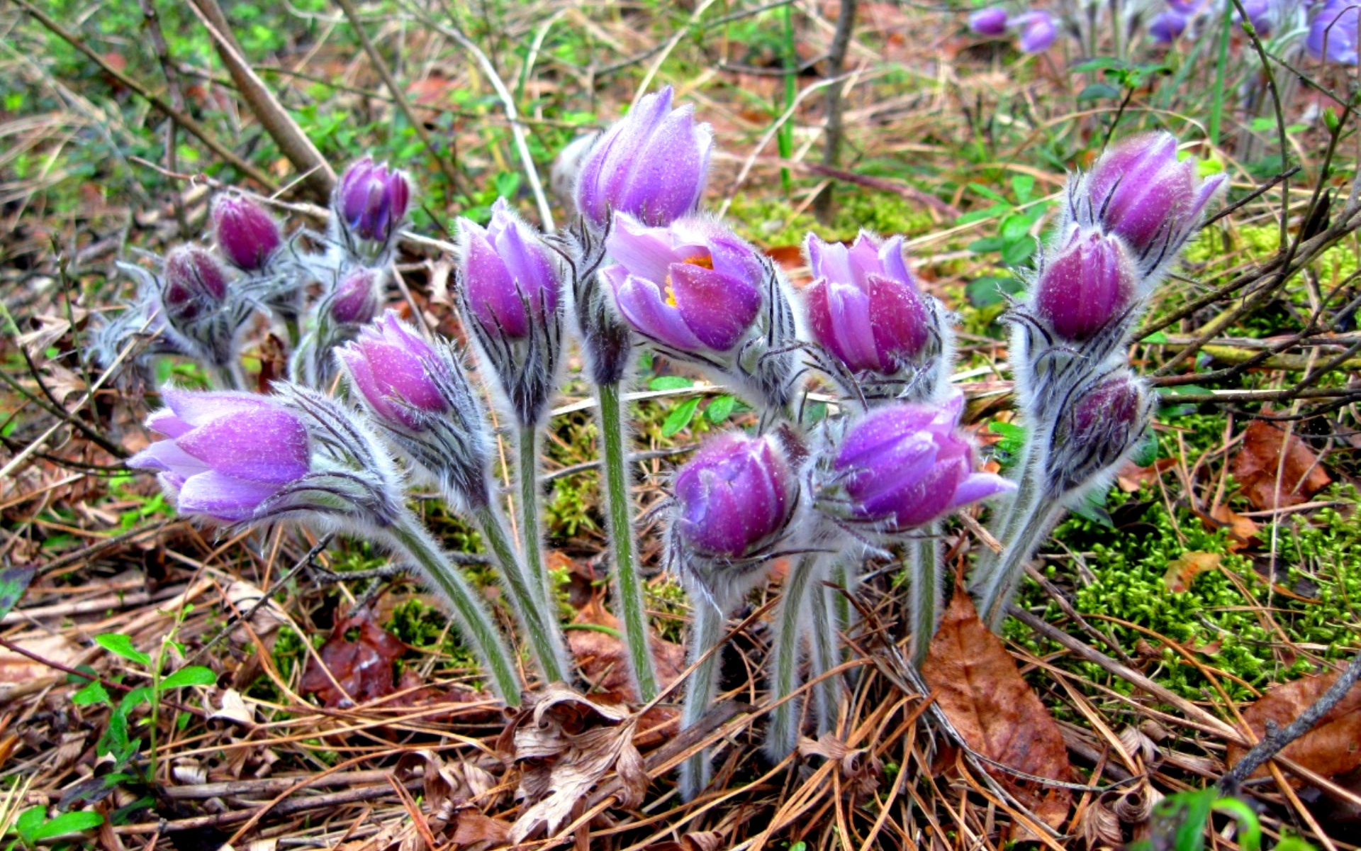 Første vårblomster: bilder, navn og beskrivelser av primula