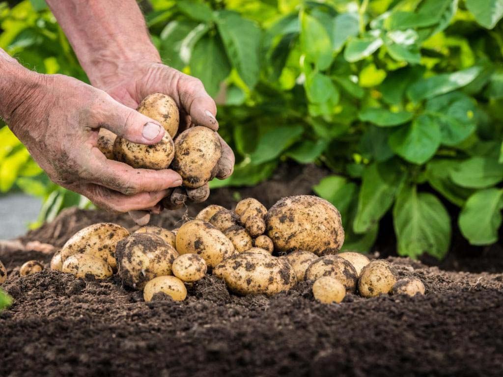 Tecnologias holandesas de cultivo de batata: princípios, regras, vantagens