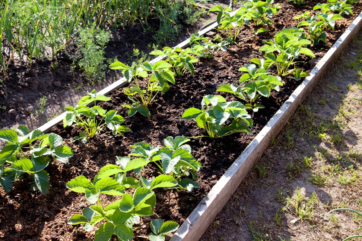 Terriccio per fragole e fragole: come preparare la giusta preparazione