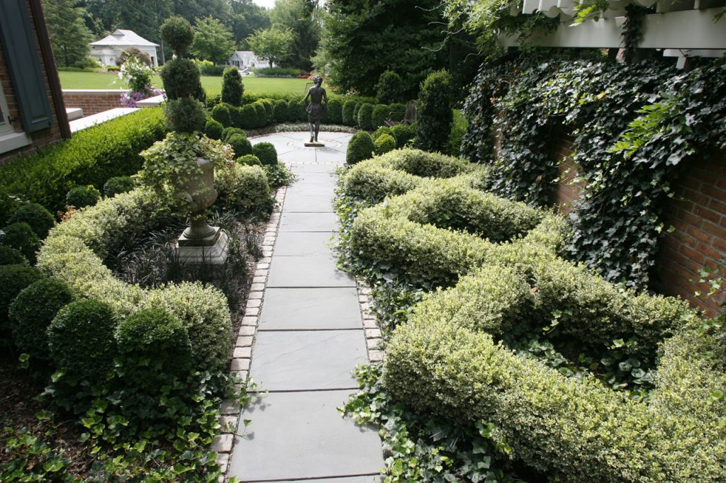 σγουρά σύνορα από το euonymus