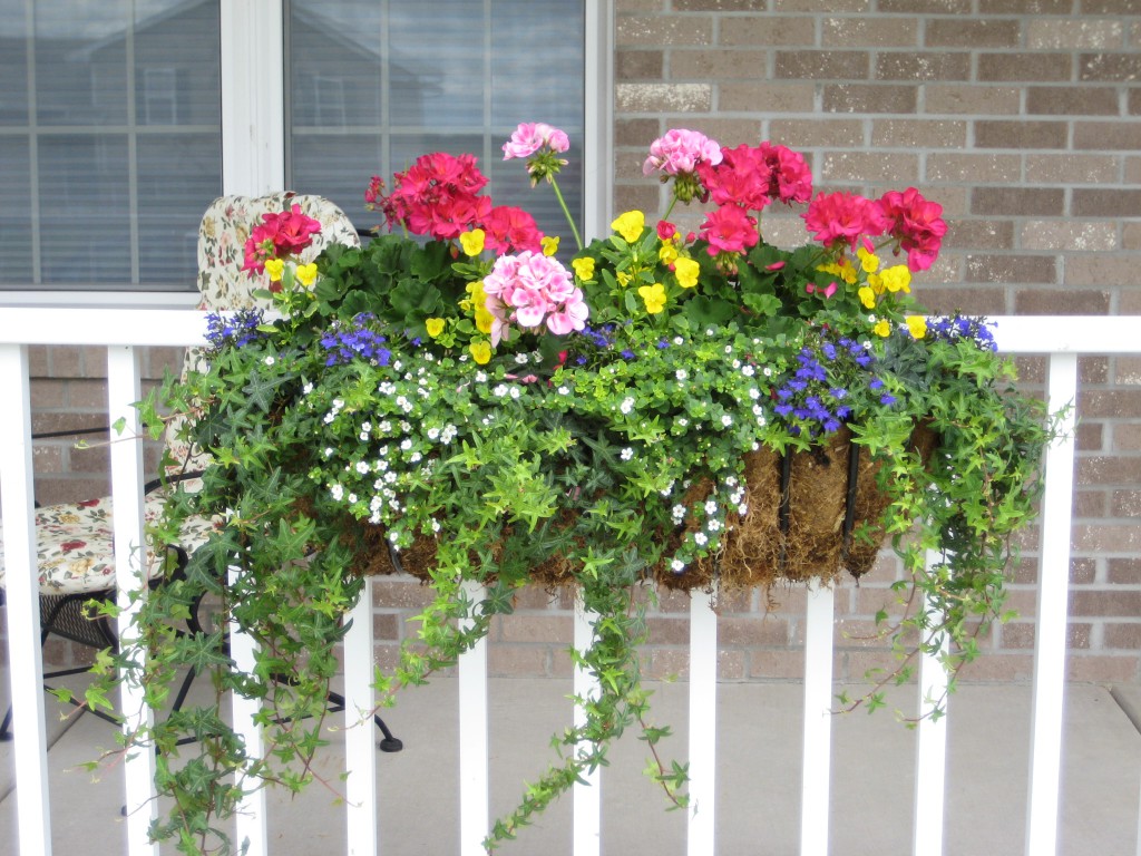 Ce flori să plantezi pe balcon pe partea însorită, numele lor