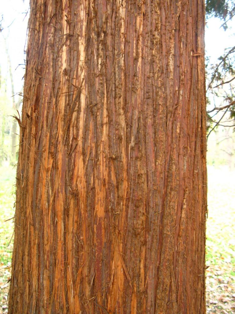 Bark thuja