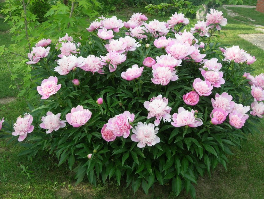 Bush ng peony