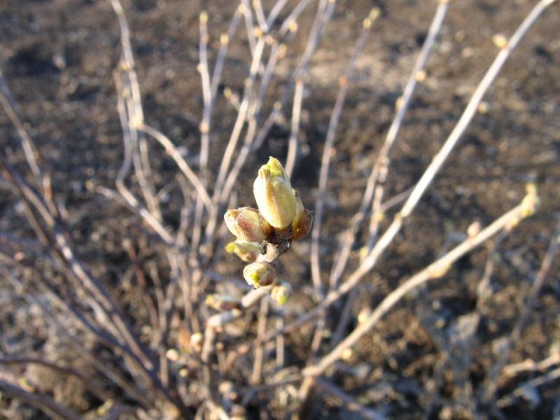 Currant bush sa tagsibol