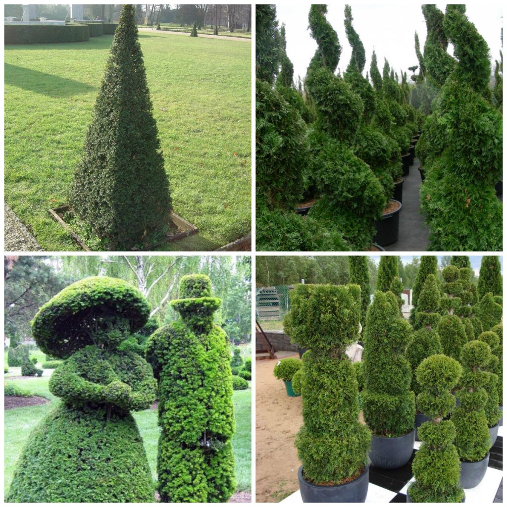 Thuja buske