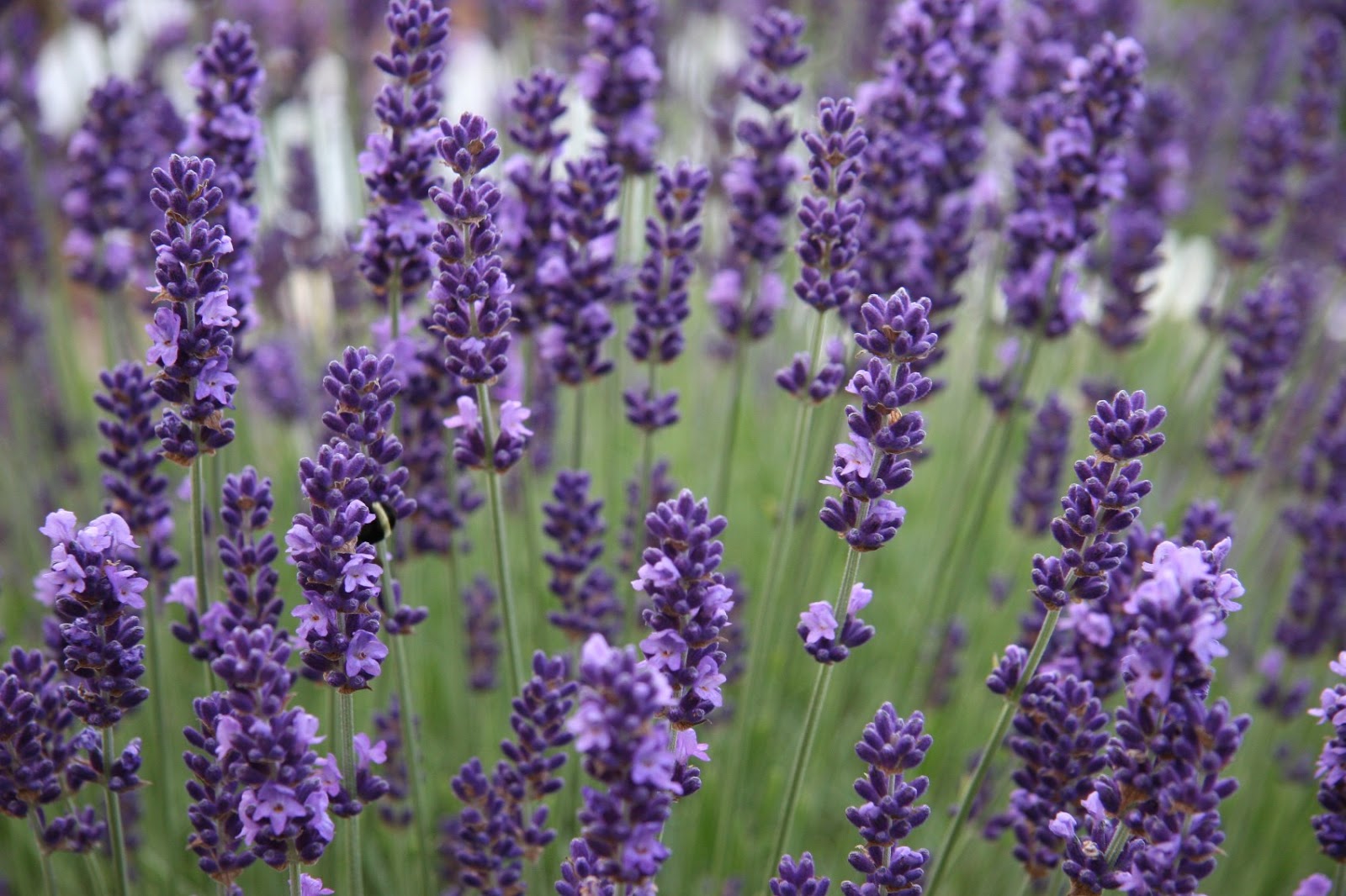 Cultivo de lavanda na região de Moscou: variedades, fotos de flores