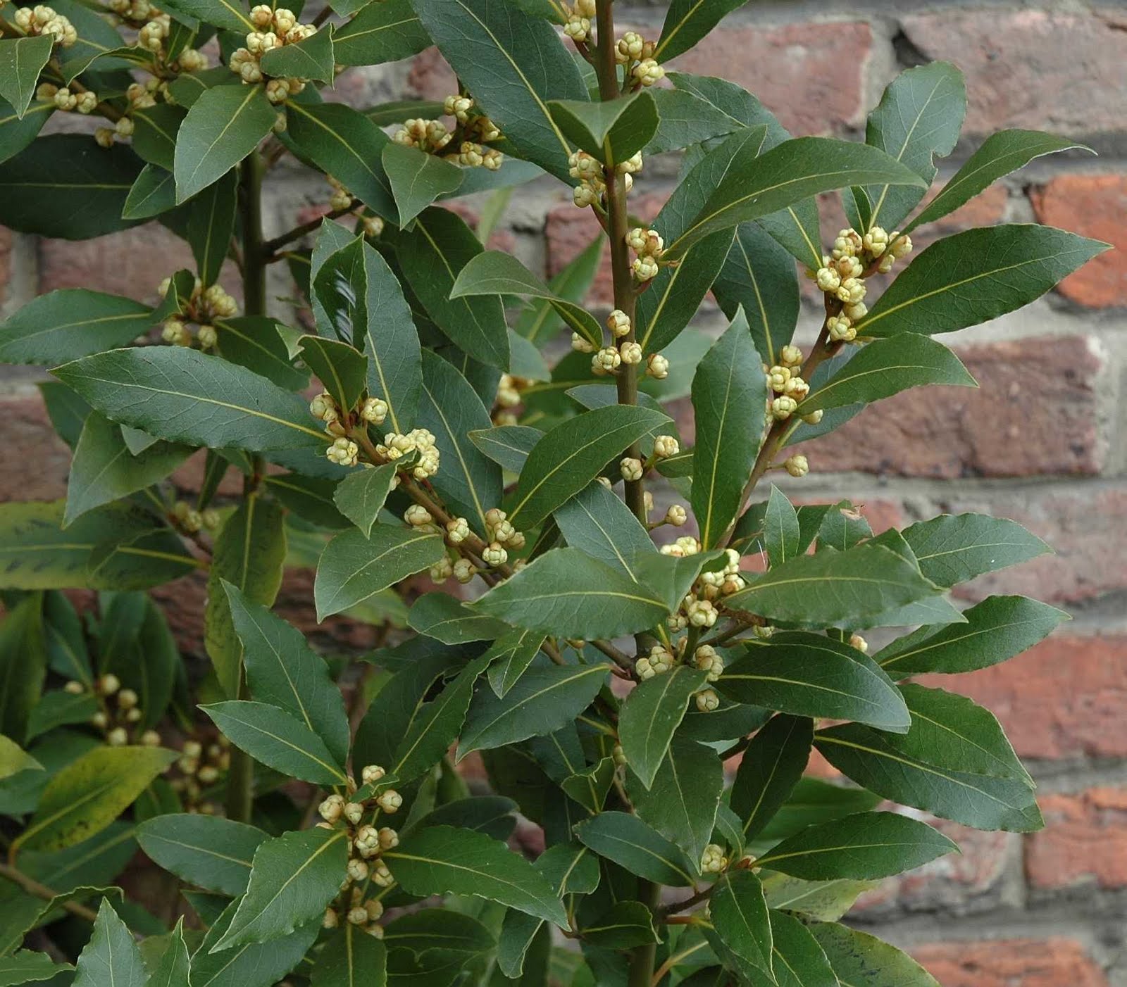 Cultivar e cuidar das folhas de louro em casa