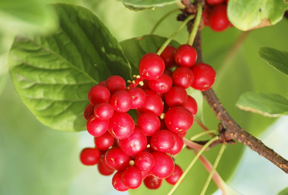 Schisandra chinensis v Moskevské oblasti: výsadba a péče