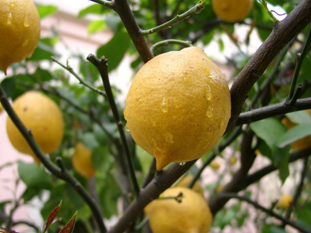 É possível cultivar limão a partir de uma semente em casa