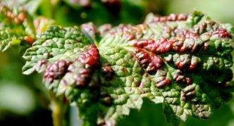 Blattlaus auf Johannisbeeren