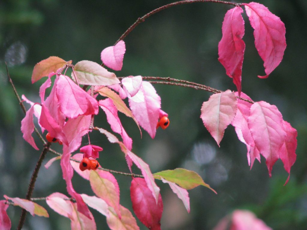 Euonymus yaprakları