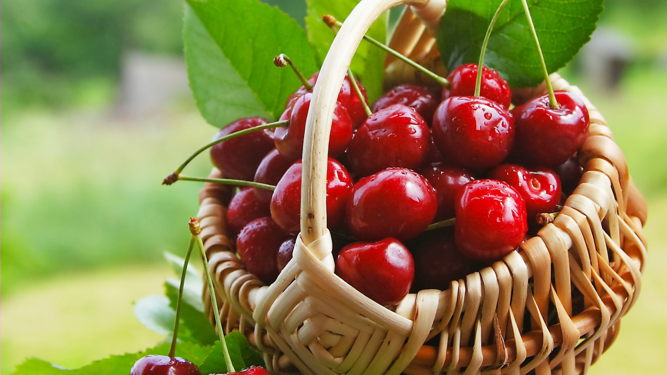 Cereja Spunk de frutos grandes e doce, despretensiosa e resistente a doenças