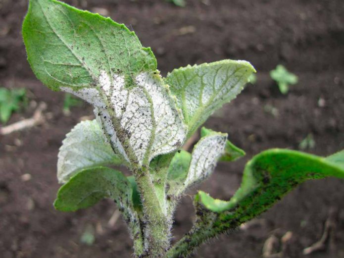 Dunkel meldug (underside af blad)