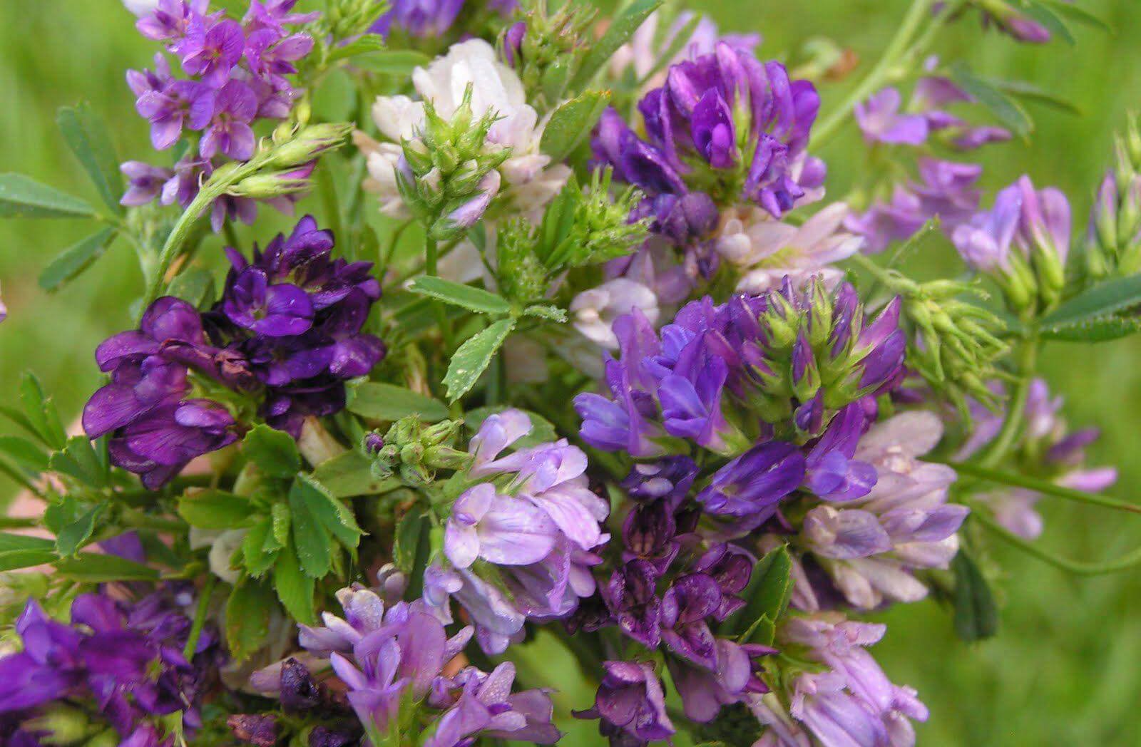 Lucerna sălbatică: soiuri, cultivarea plantelor, foto