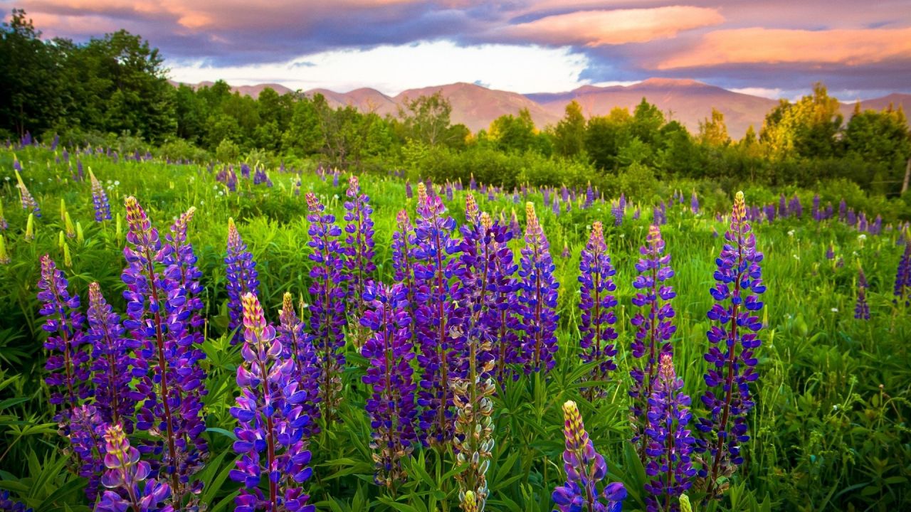 Flores de la pradera: nombres de plantas de campo y fotos