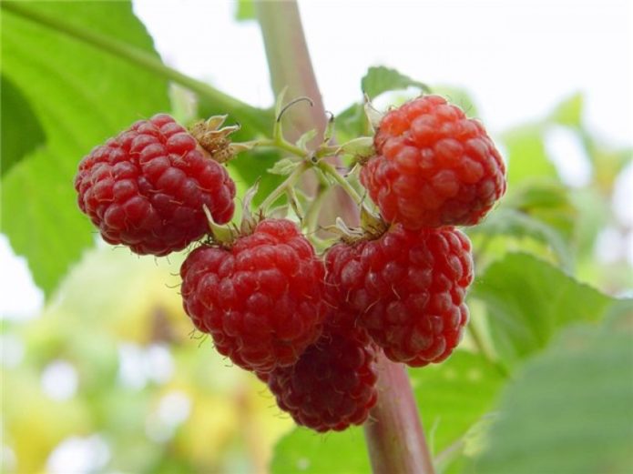 raspberi