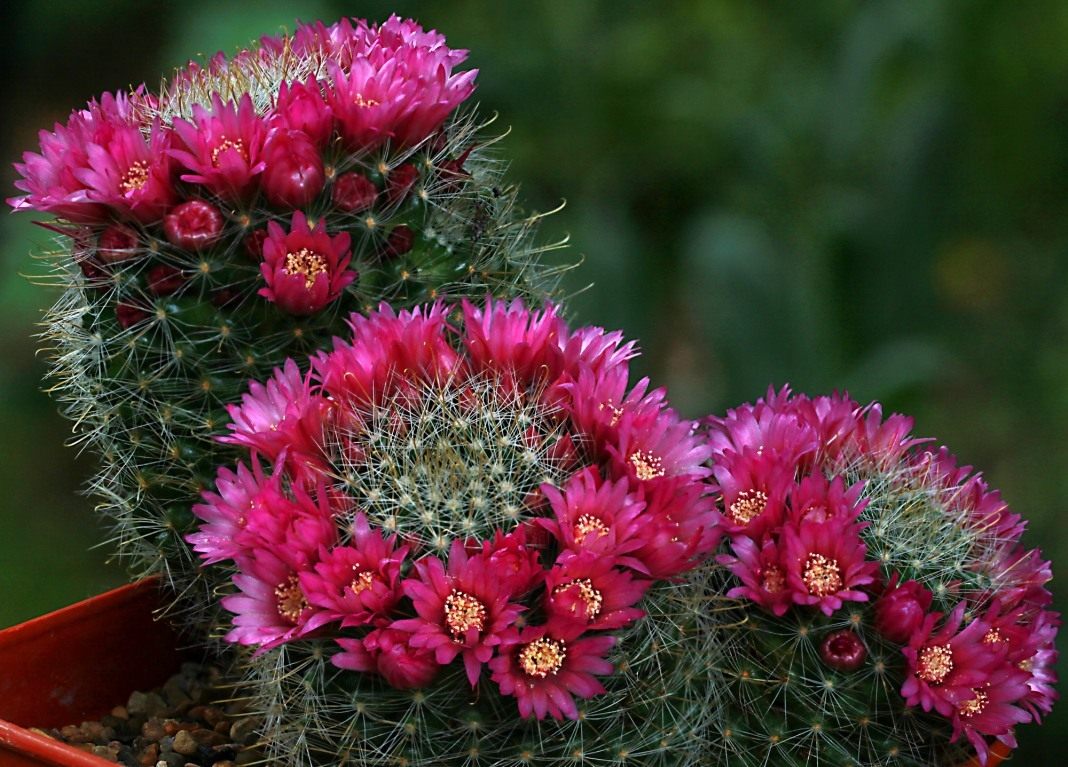 Mammillaria cactus: atendimento domiciliar