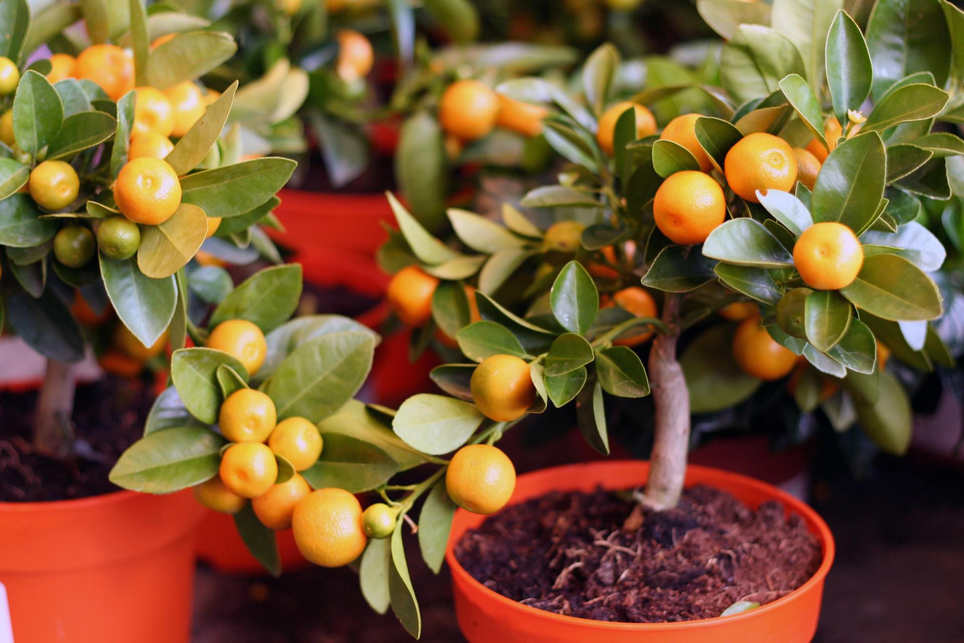 Comment faire pousser une mandarine à partir d'une pierre à la maison?