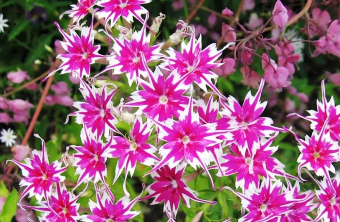 Drummond phlox sang trọng: mọc từ hạt, trồng và chăm sóc, ảnh