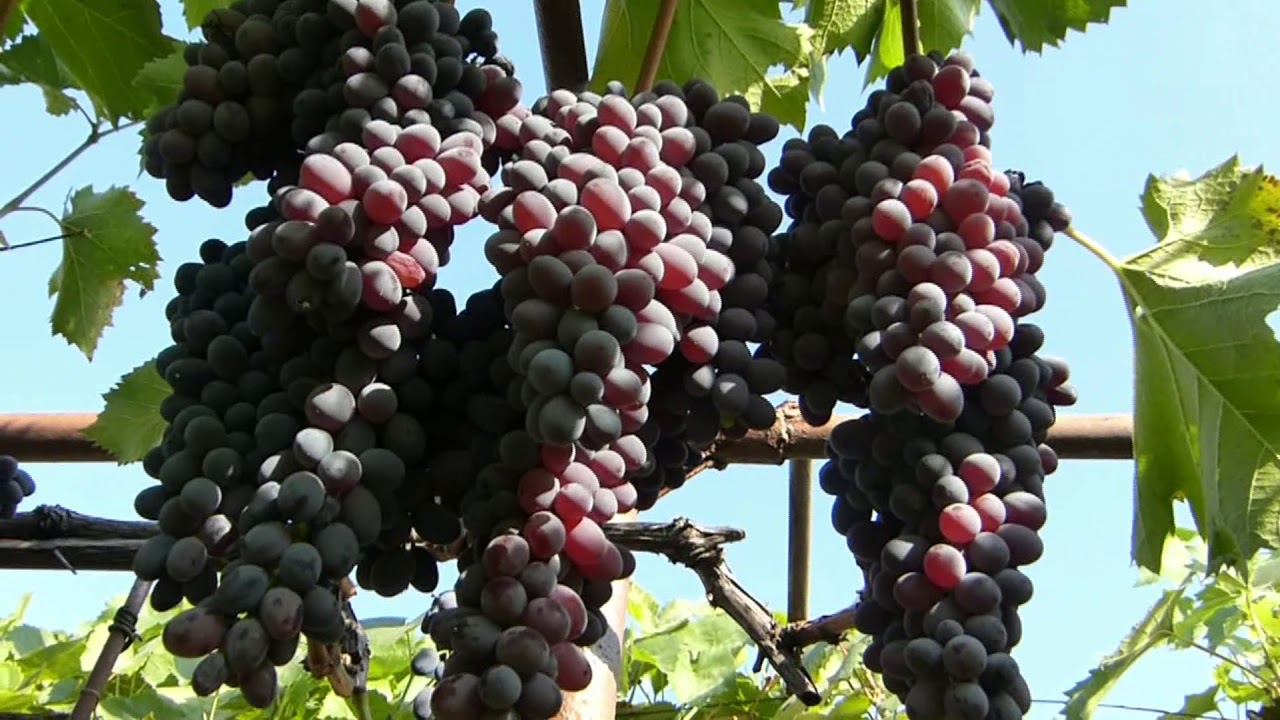 Kishmish grape Jupiter: an American variety that is not afraid of Russian winters