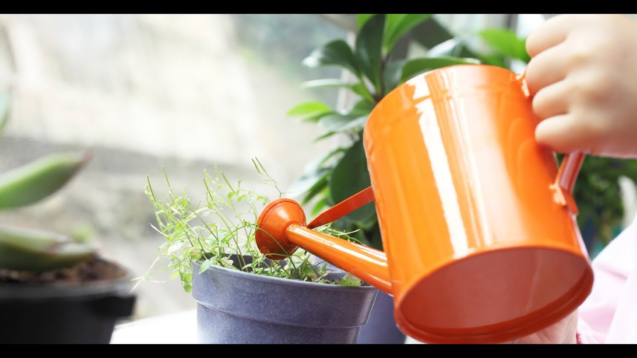 Fertilizando plantas de interior em casa