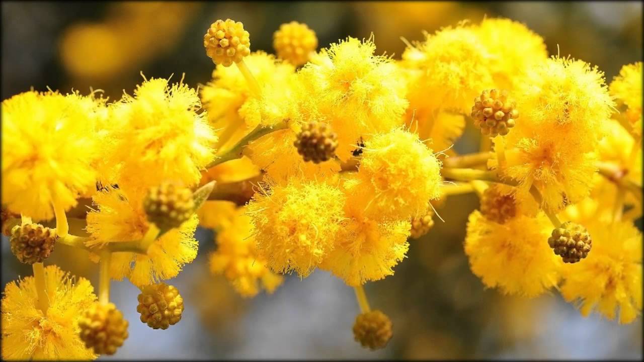 À quoi ressemblent le mimosa et une fleur sur la photo