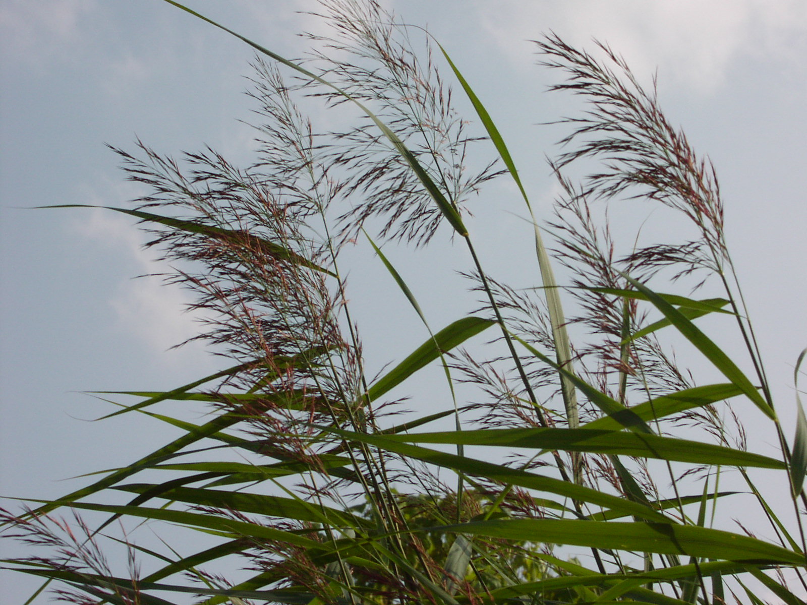 Canya comuna, foto i descripció de la planta