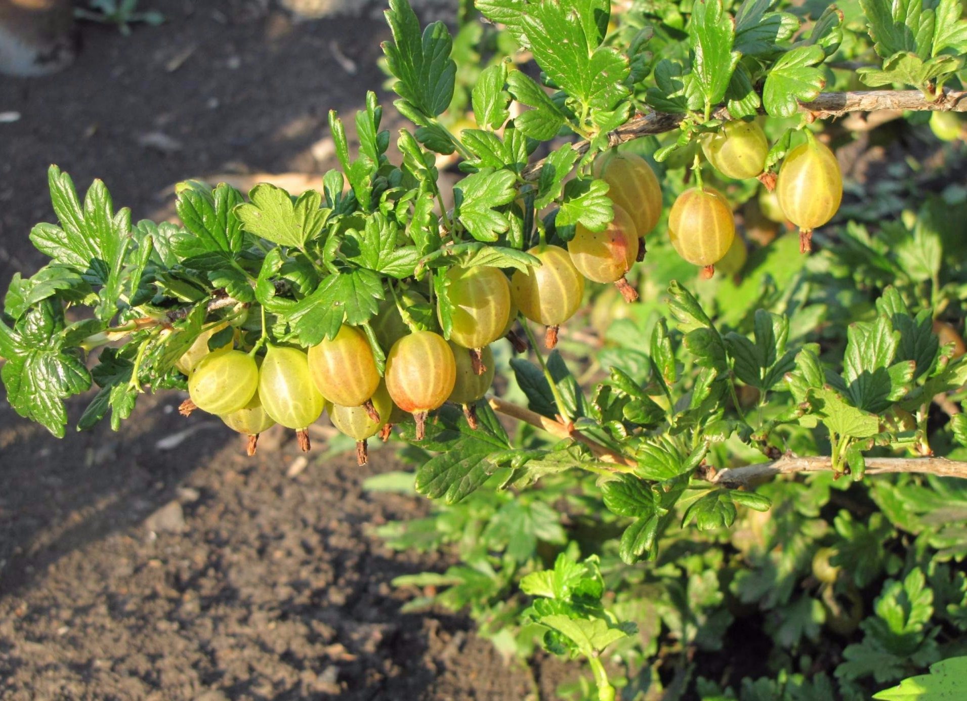 Dilaw ng Russia - isang iba't ibang gooseberry na may isang malupit na character at pinong berry