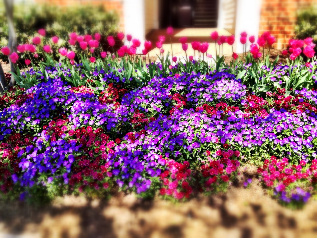 Nomes e fotos de flores anuais para crescer em um canteiro de flores durante todo o verão