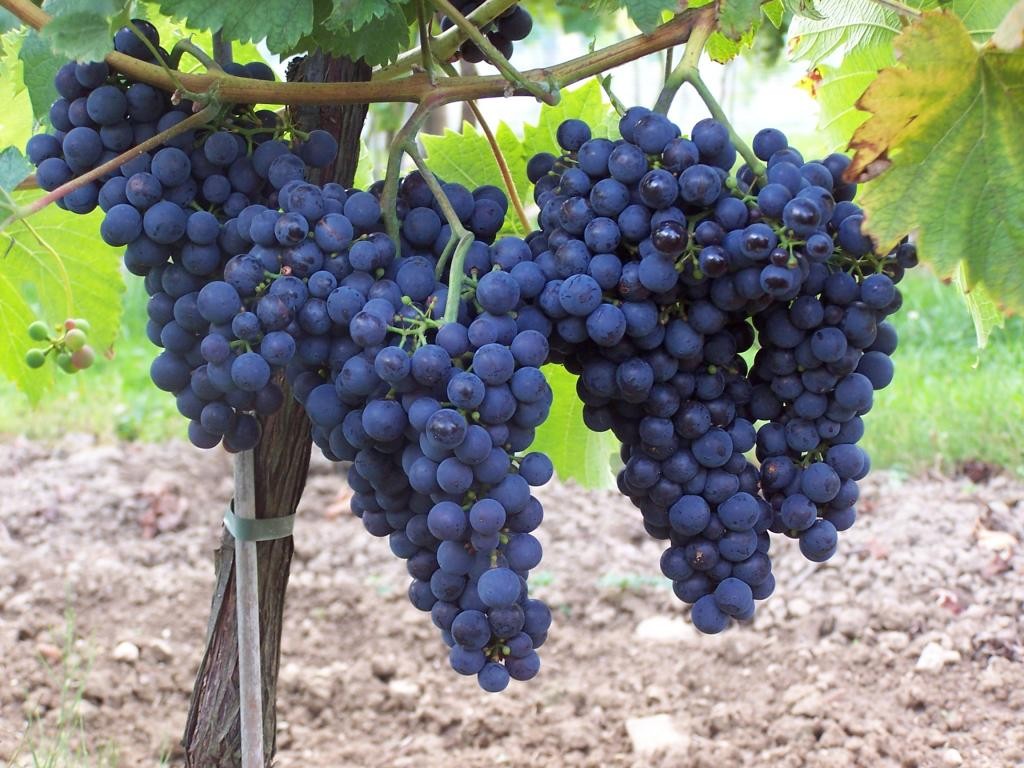 Monarch table grapes are a worthy result of Russian selection