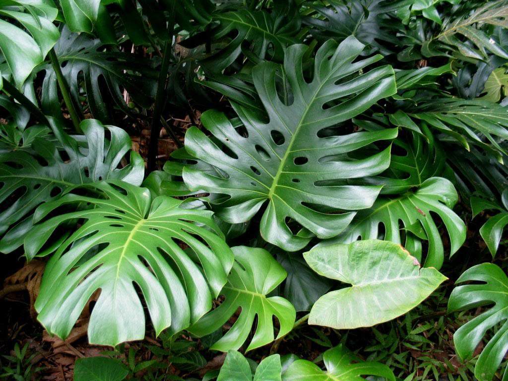 Monstera: Ist es möglich zu Hause zu bleiben und warum nicht?