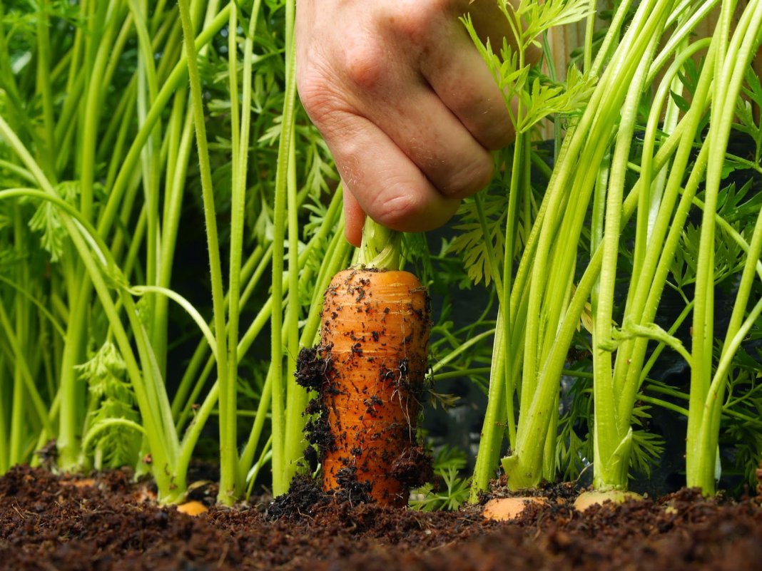 Plantando cenouras na primavera: regras básicas para obter uma boa colheita