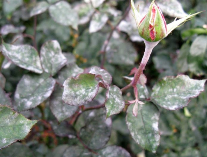 Moho polvoriento en rosas